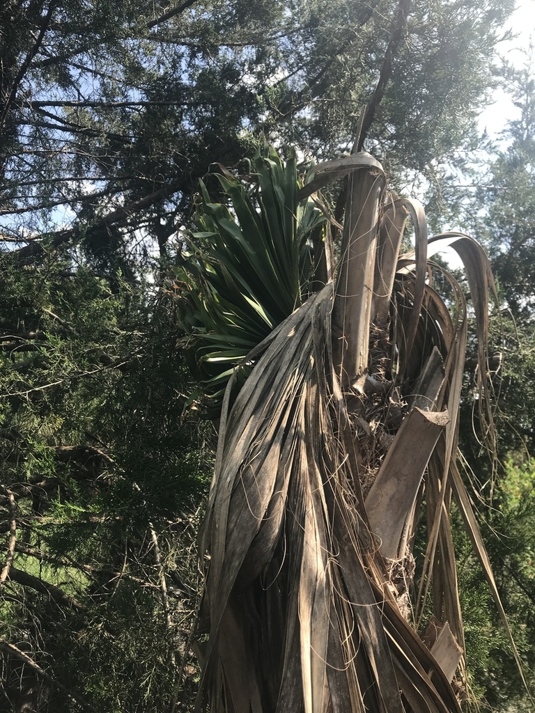 IMG_0136.thumb.JPG.33190f9b6928a437533cc