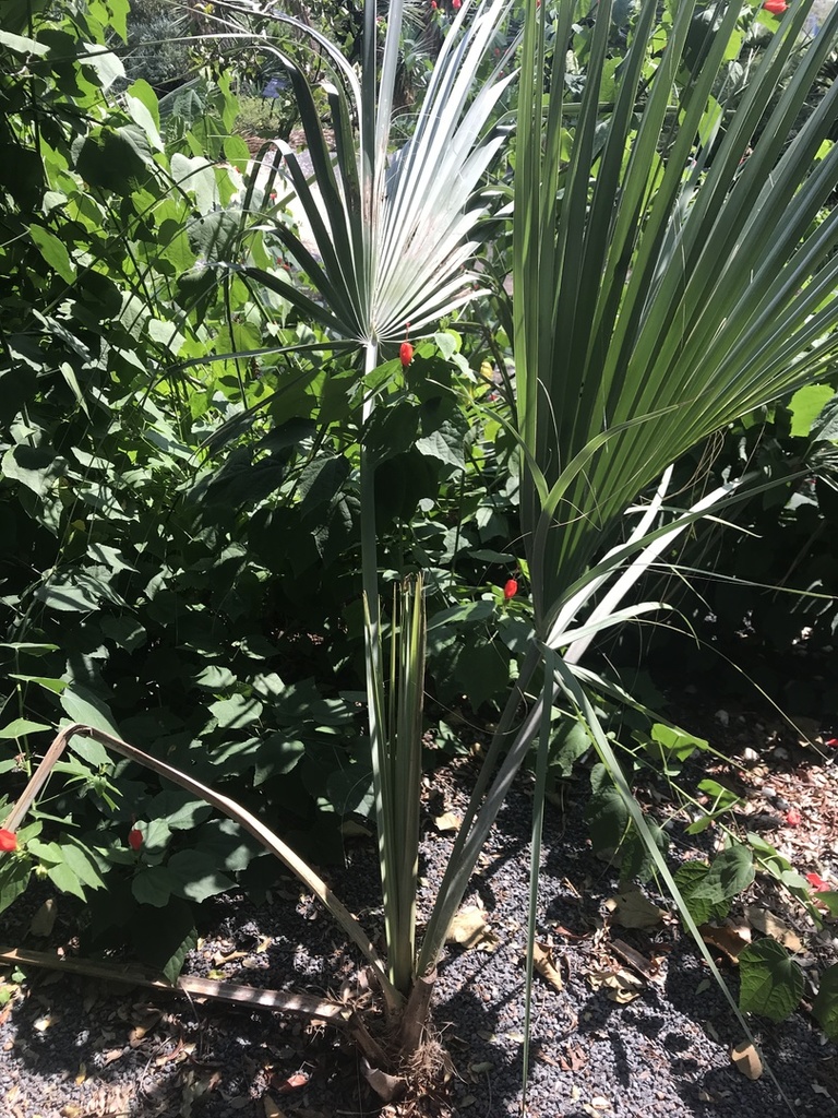 IMG_0137.thumb.JPG.39369f3e33ab2af39e62d