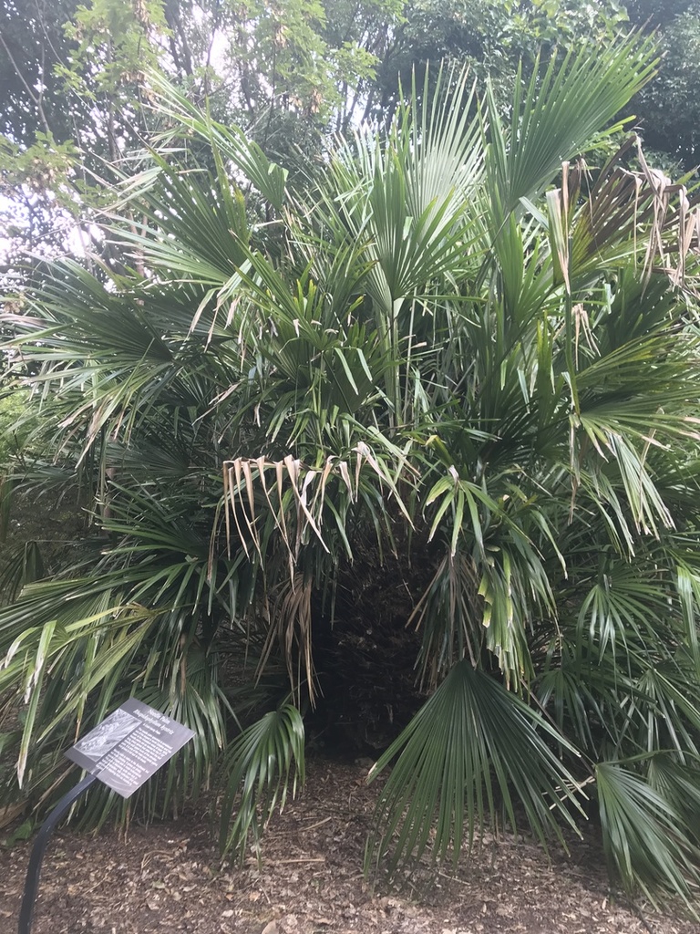 IMG_0139.thumb.JPG.e41fb6892ee6c314c71b3