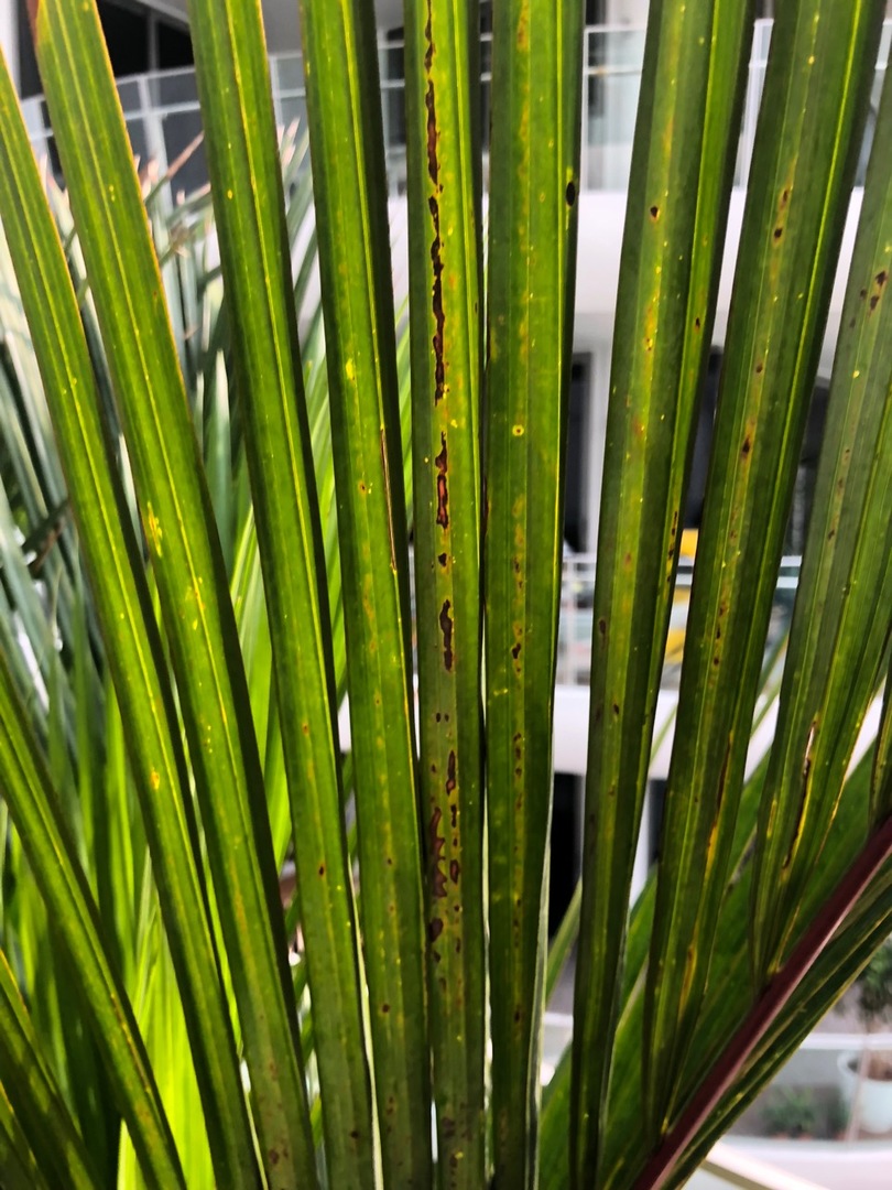 Lipstick Palms PALMS IN POTS PalmTalk