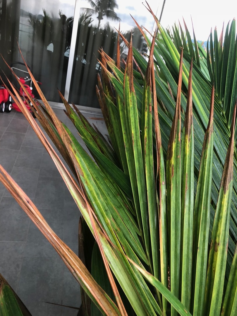 Lipstick Palms PALMS IN POTS PalmTalk