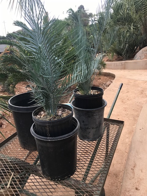 IMG_2323.JPG.b2de2459d2062eb91a2c0a7687b