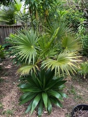 Trachycarpus latisectus