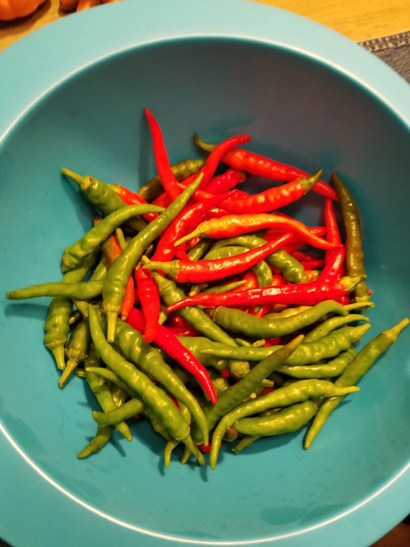 Final Cayanne Pepper Harvest Before The Freeze