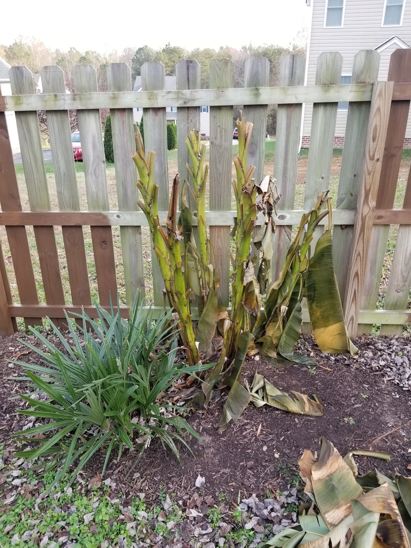 Cut My Bananas Down For The Season
