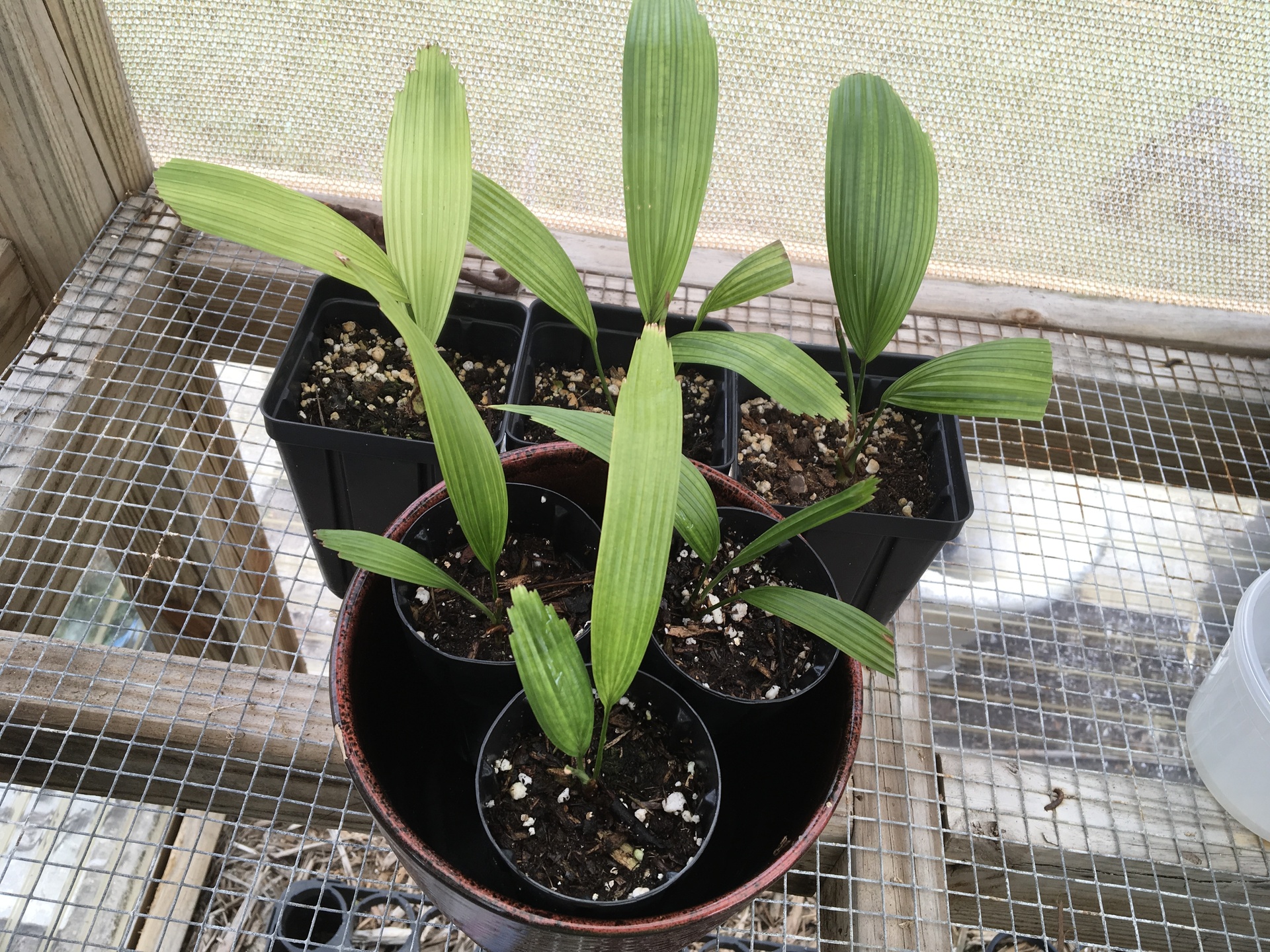 Licuala peltata v ‘sumawongii’ seedlings