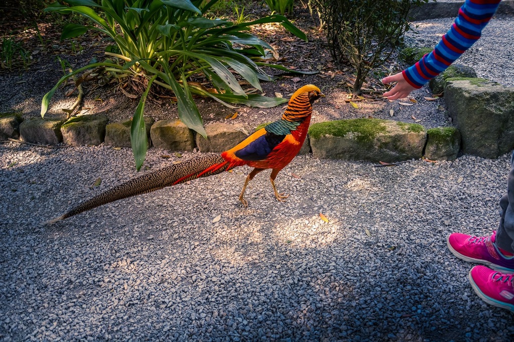 Tresco Bird 1.jpg