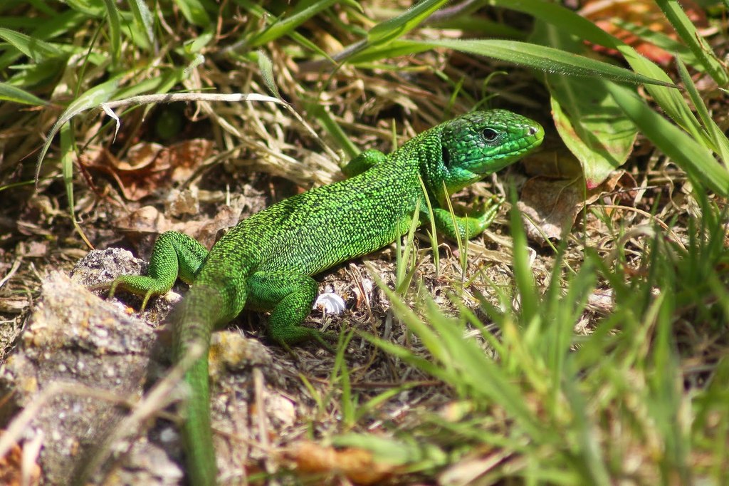 Tresco Green Lizard.jpg