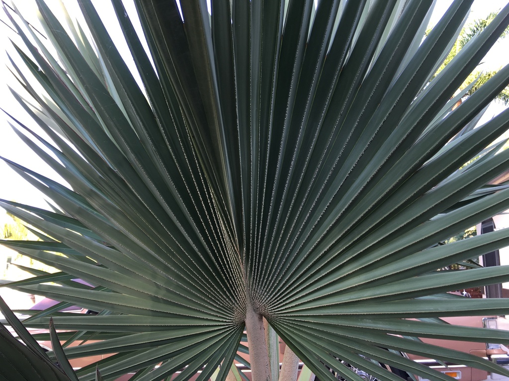 5bf5d5e990616_Latanialoddigesiileaf0311-
