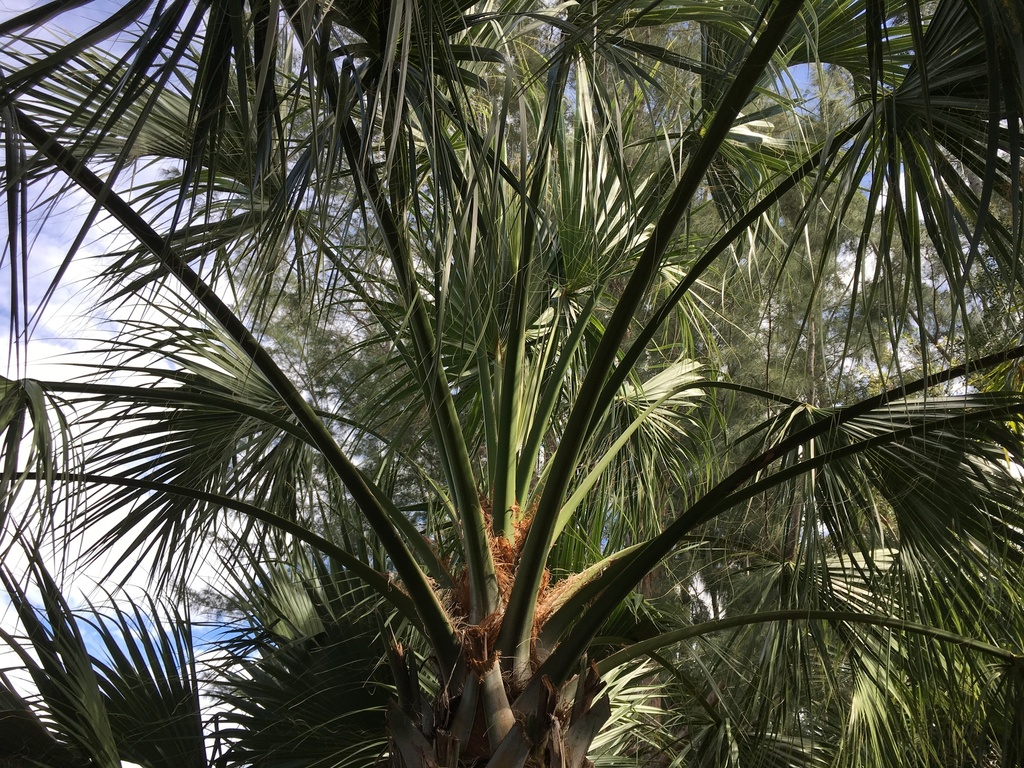 5bf9a01fc5b90_SabalRow0811-24-18.thumb.J