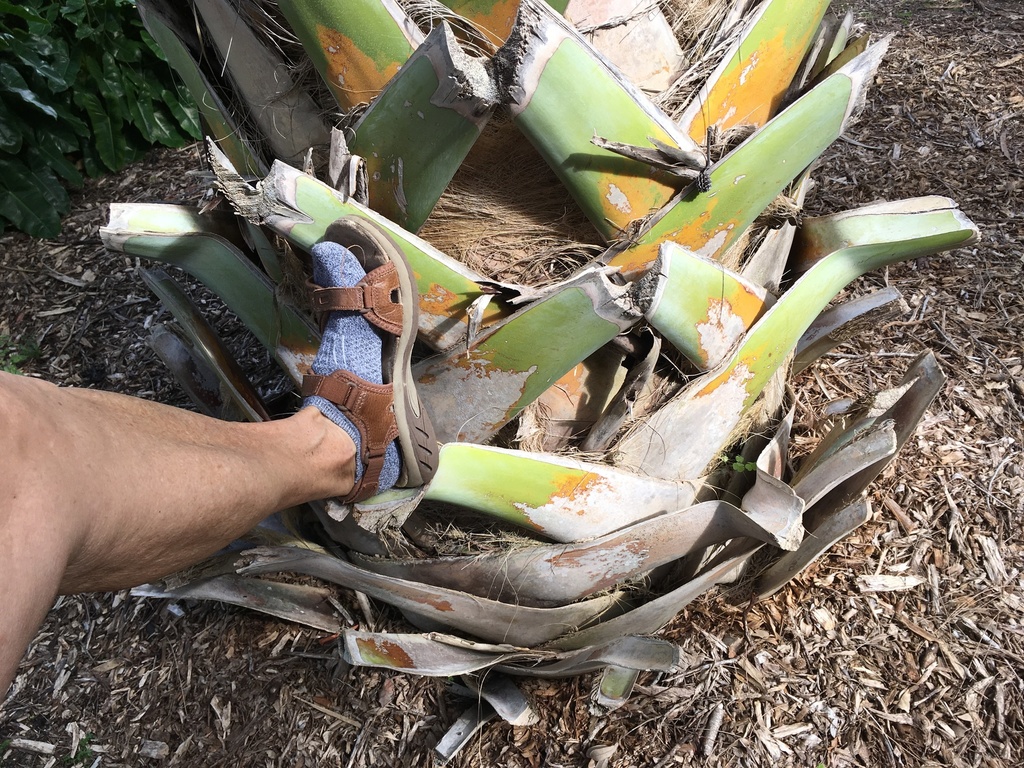 5bf9a24c8da4e_SabalRow1311-24-18.thumb.J