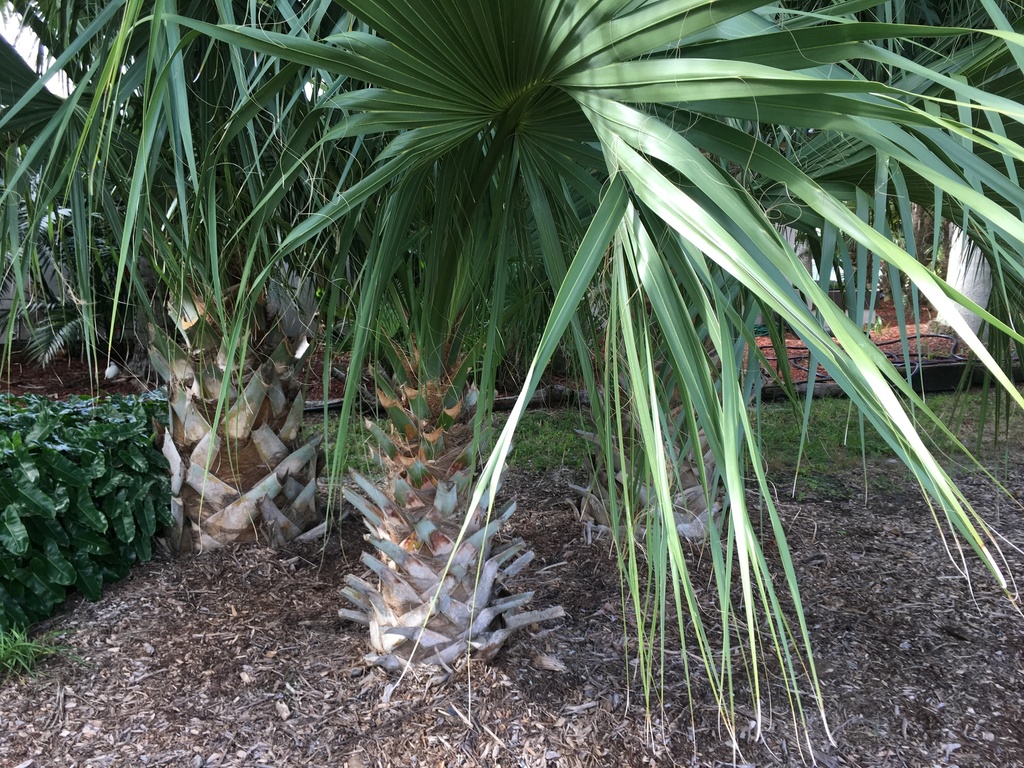 5bf9a2aca39c9_SabalRow1811-24-18.thumb.J