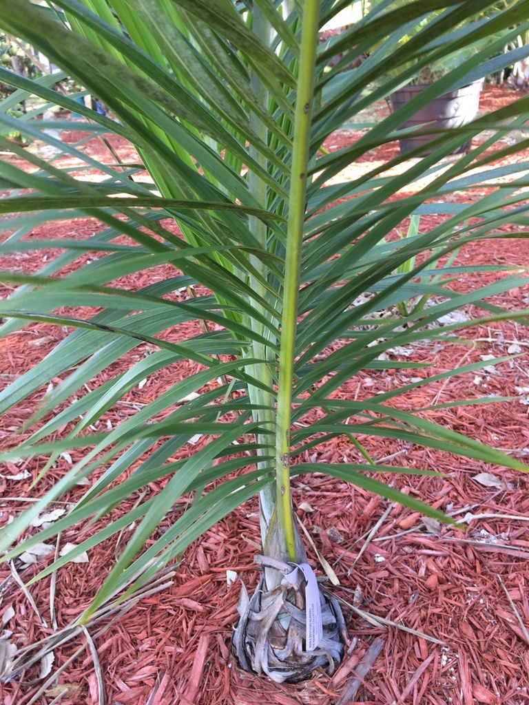 5bff07f59f4a5_Gaussiaprinceps0211-28-18.