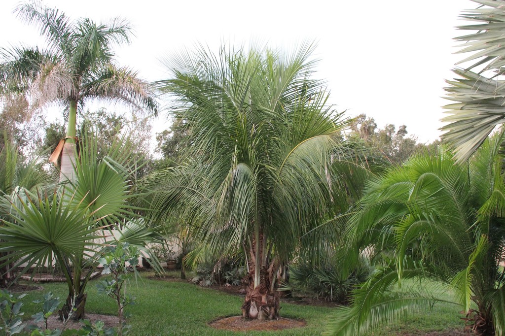 BA1DawnOct2018.thumb.jpg.8fd021bd88693e6