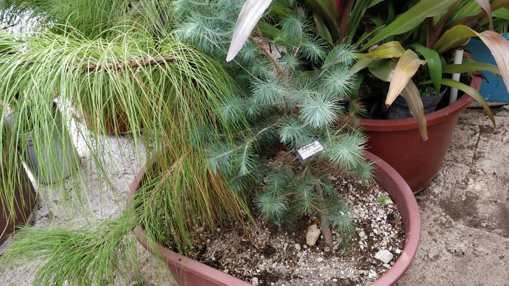 Conifers.thumb.jpg.3e40d5d9ae84adbe63b84