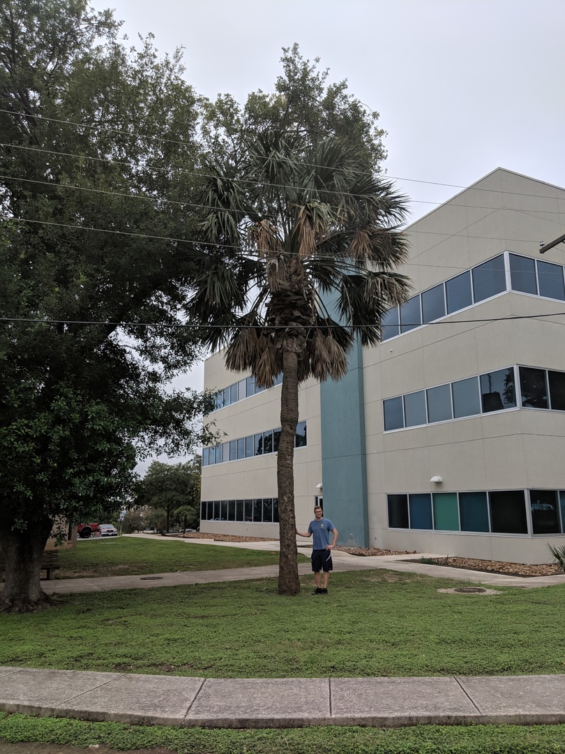 Palms in San Antonio DISCUSSING PALM TREES WORLDWIDE PalmTalk