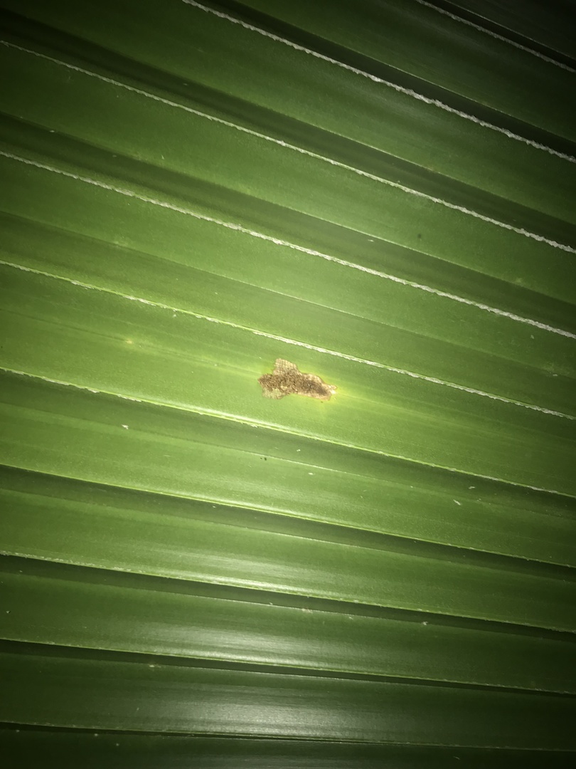 Pritchardia pacifica's infestation