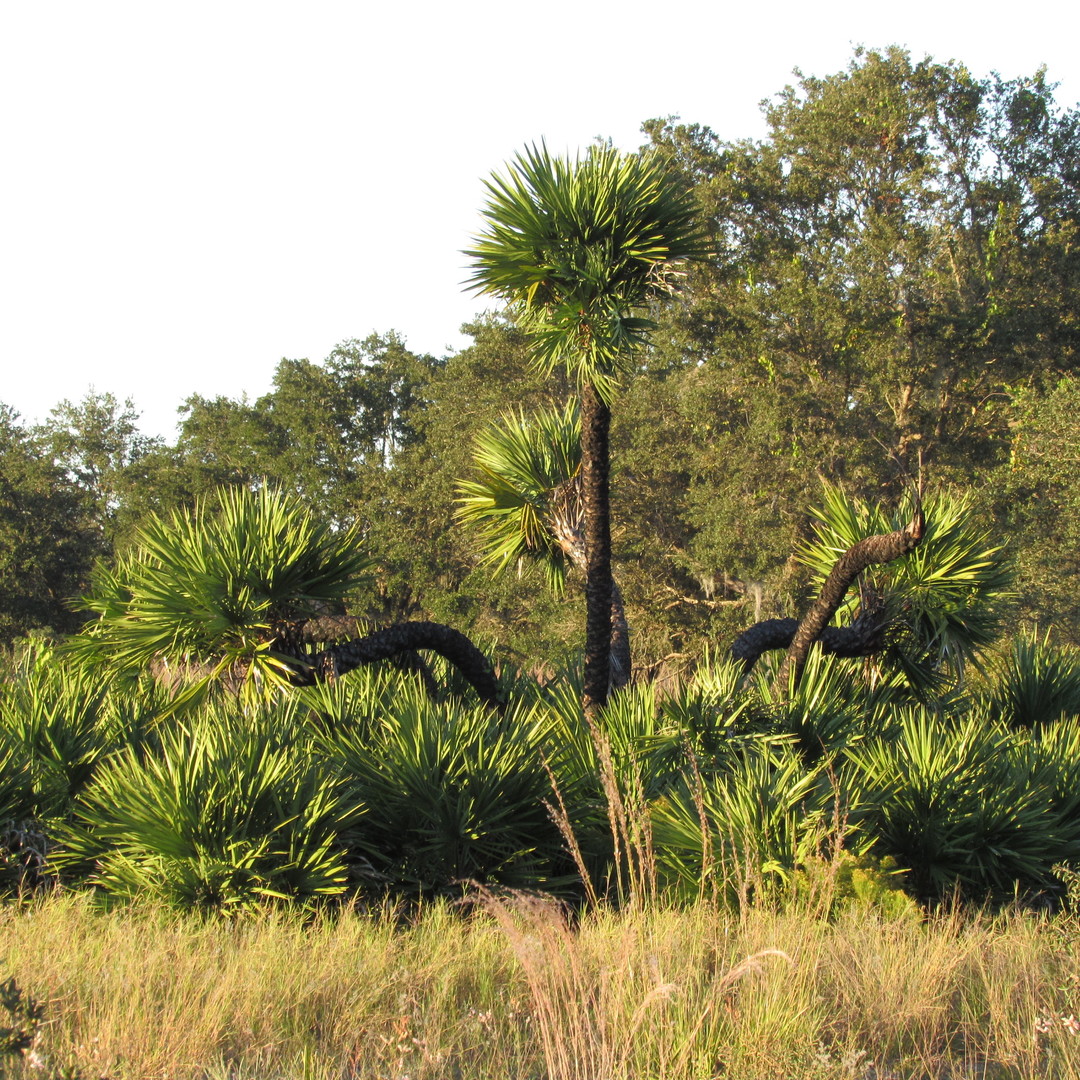 Very Old Serenoa repens in Polk County FL