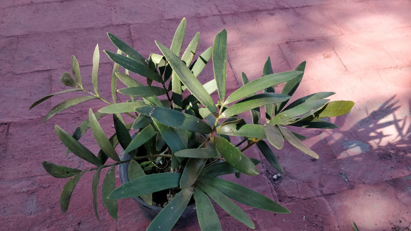 Zamia2.jpg.66d30cffcd846aec80844e9746113