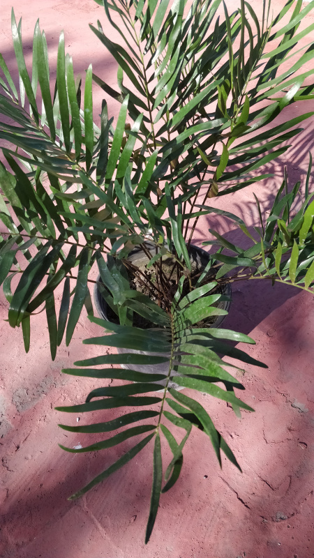 Zamia3.jpg.84edda9e59b27712915bea486bfcf
