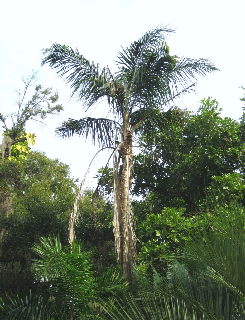 syagam.jpg