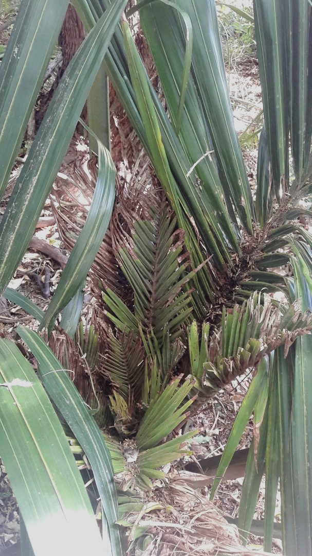S.O.S Nikau