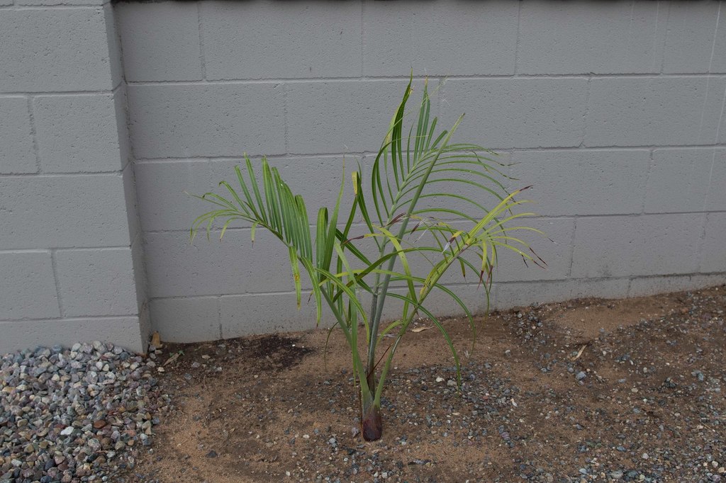 20150915-LI9A2163 Dypsis decaryi.jpg