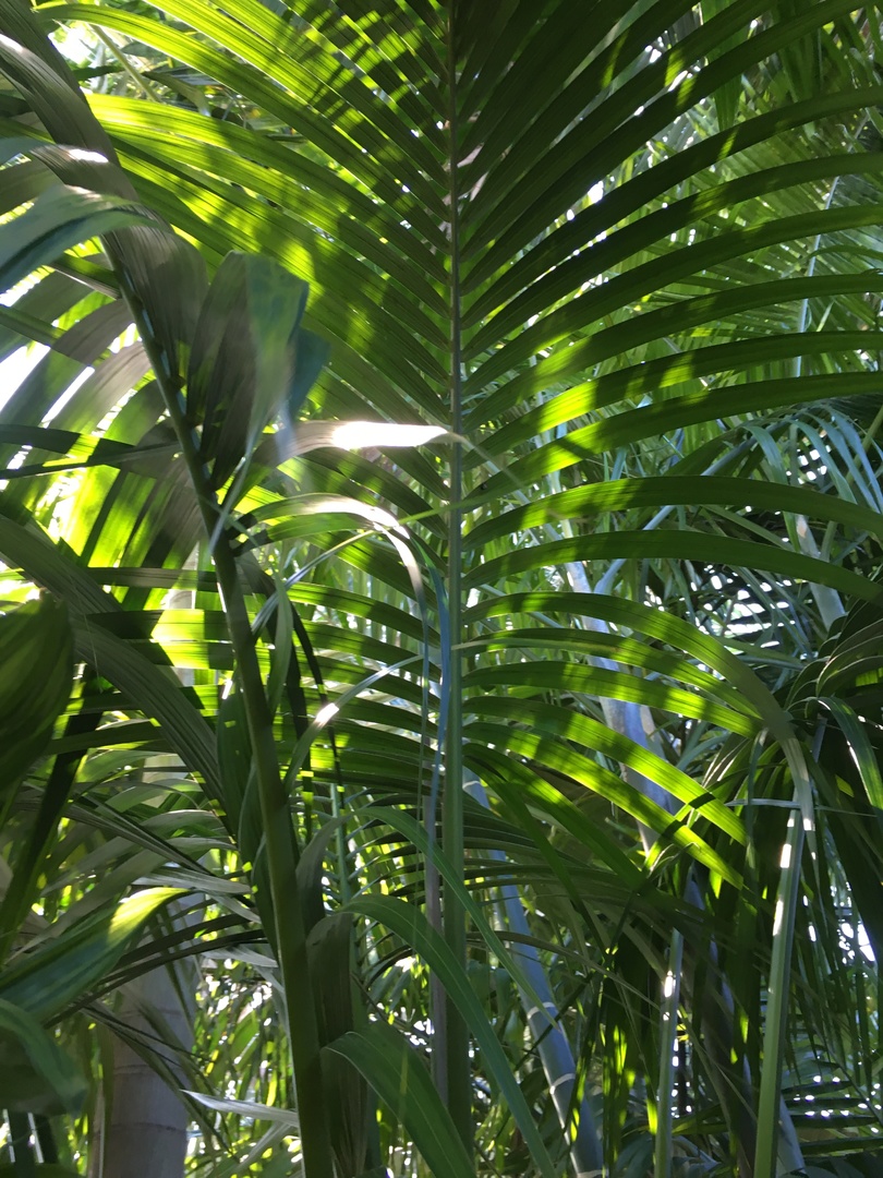 Howea forsteriana & belmoreana in Cape Coral, FL