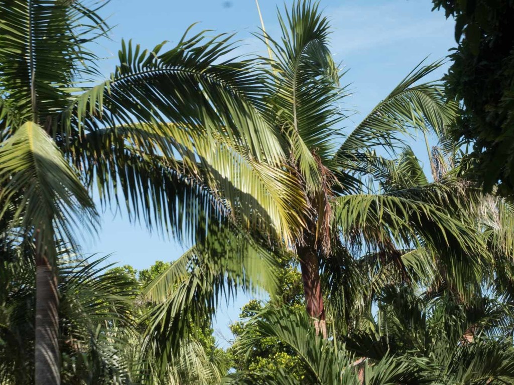 Taketomi Island Satakentia palms (1 of 1).jpg