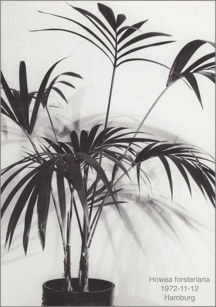 5c198b363c81d_Howeaforsteriana1972-11-12