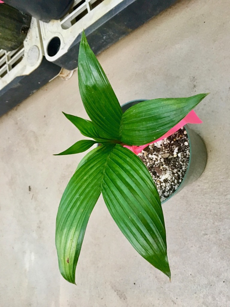 5c253d3edf3de_Arecacatechudwarf0112-27-1