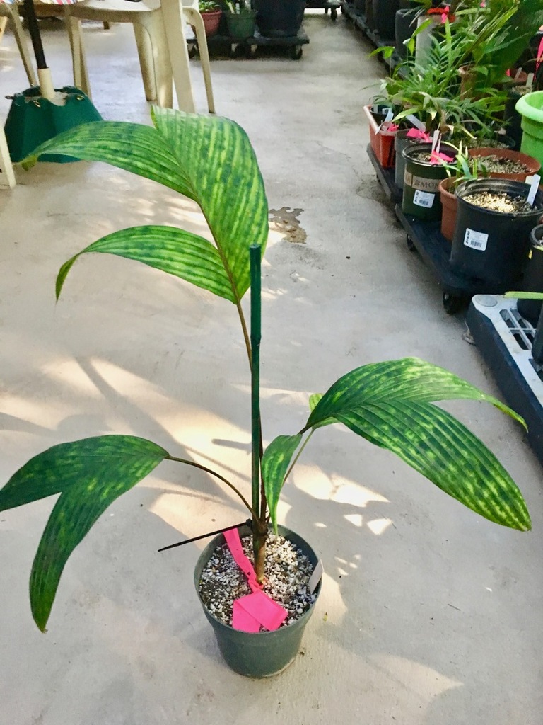 5c253f151c18f_Pinangabicolana0112-27-18.