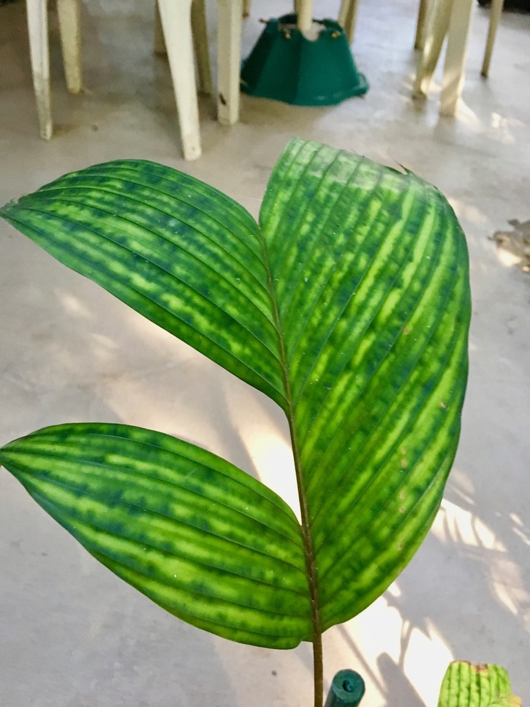 5c253f281a87d_Pinanagabicolana0212-27-18