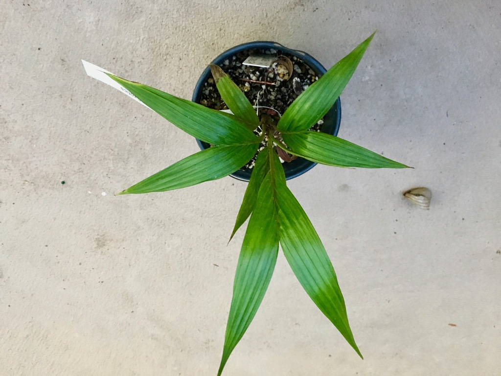 5c2540dc96f25_Heterospathecalifrons0212-