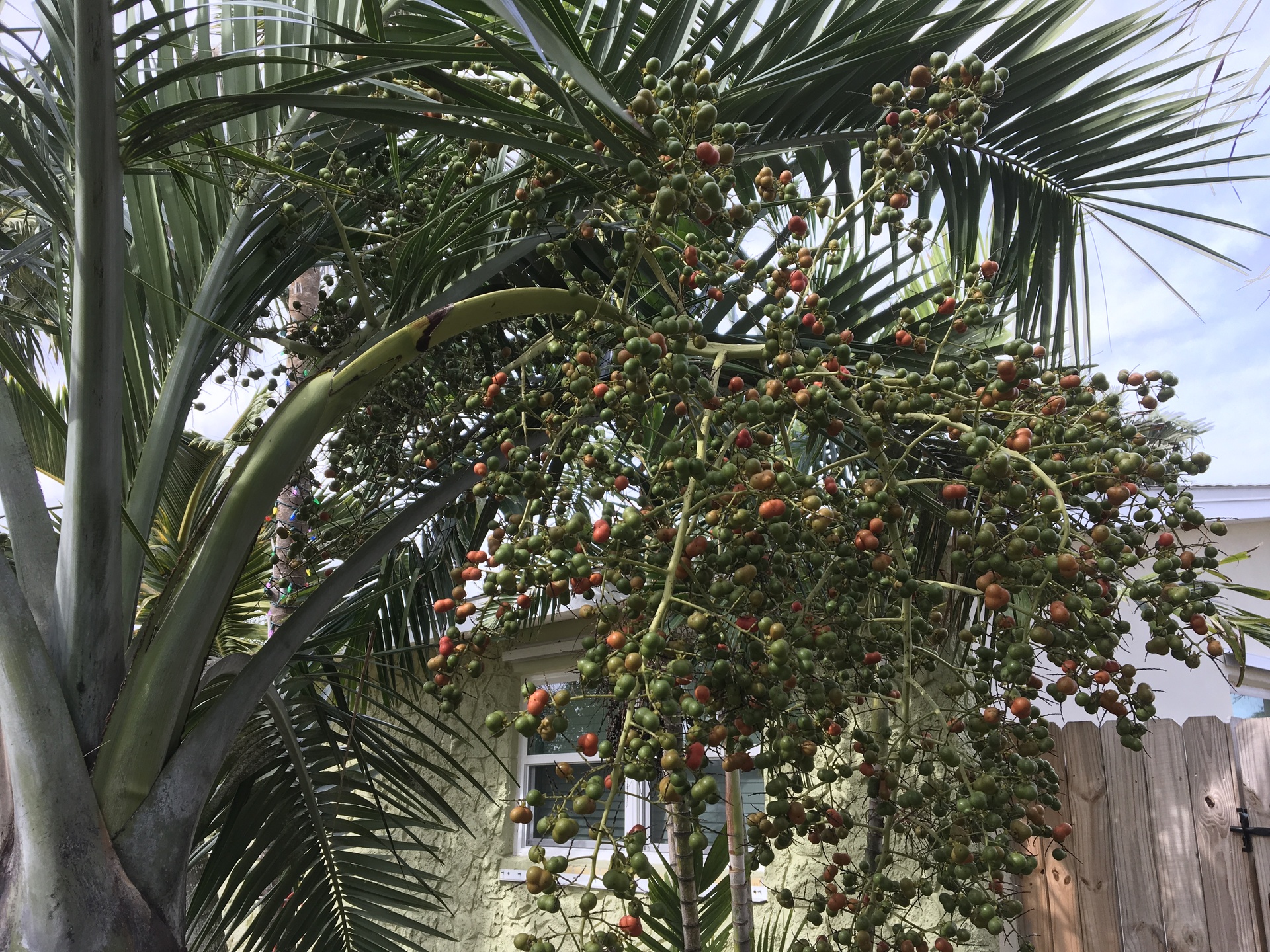 Buccaneer Palm Seeds