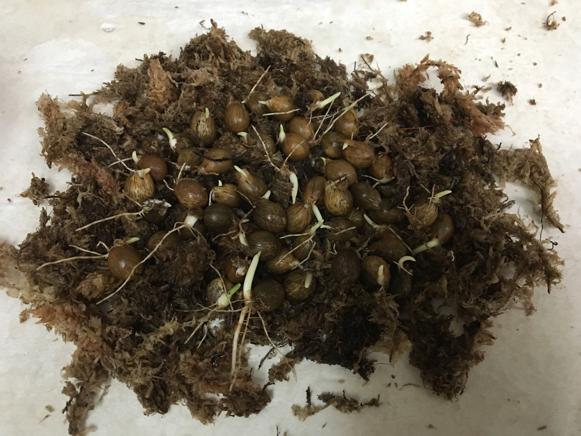 Teddy Bear sprouts