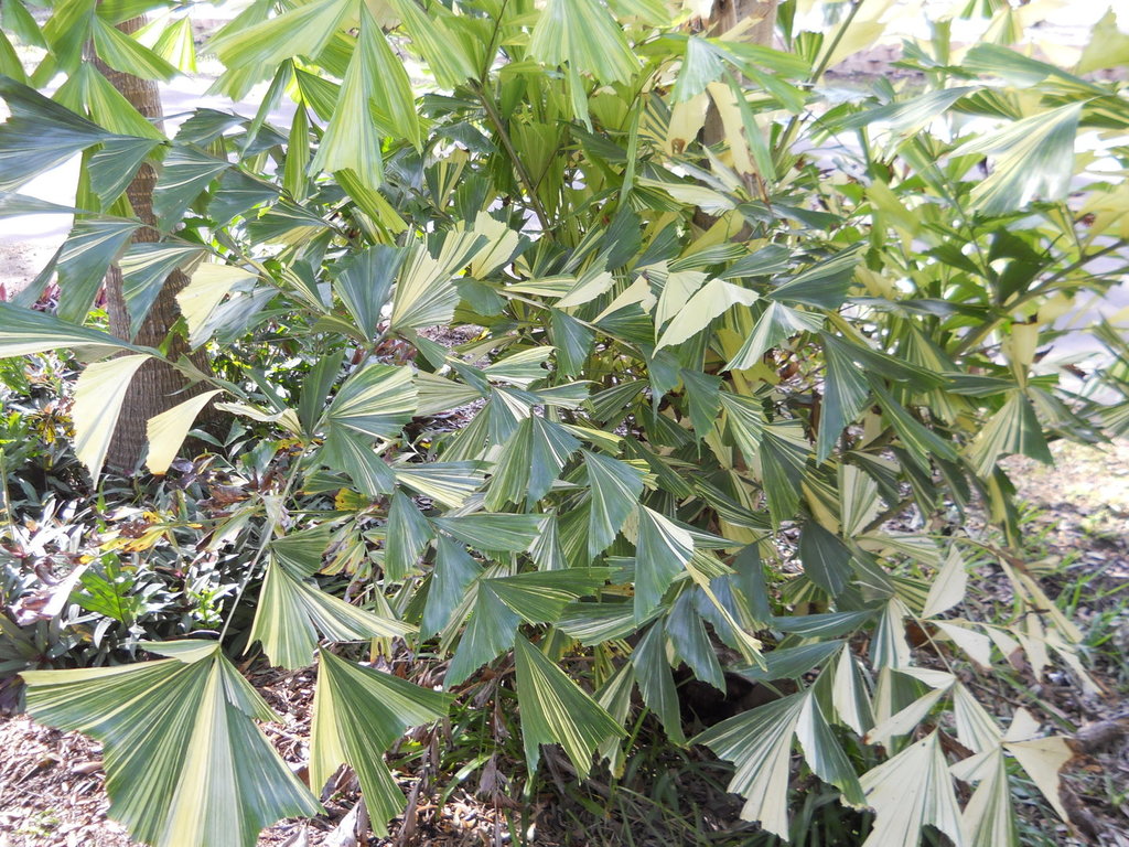 DSCN4918.JPG