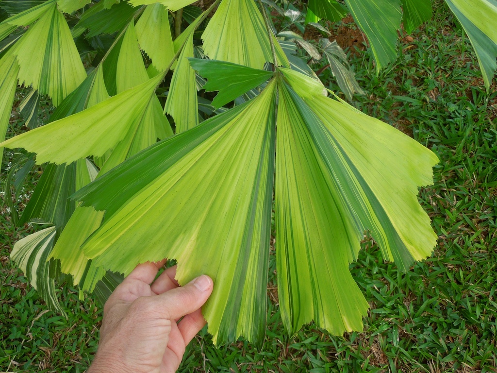 DSCN9462.thumb.jpg.aa100ad9116cc0acfc543
