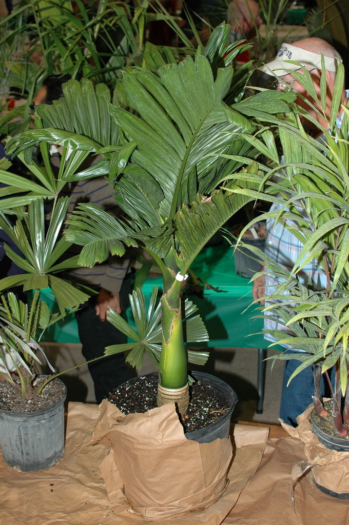 DSC_0150.thumb.JPG.33737ffccb020fc251a9f