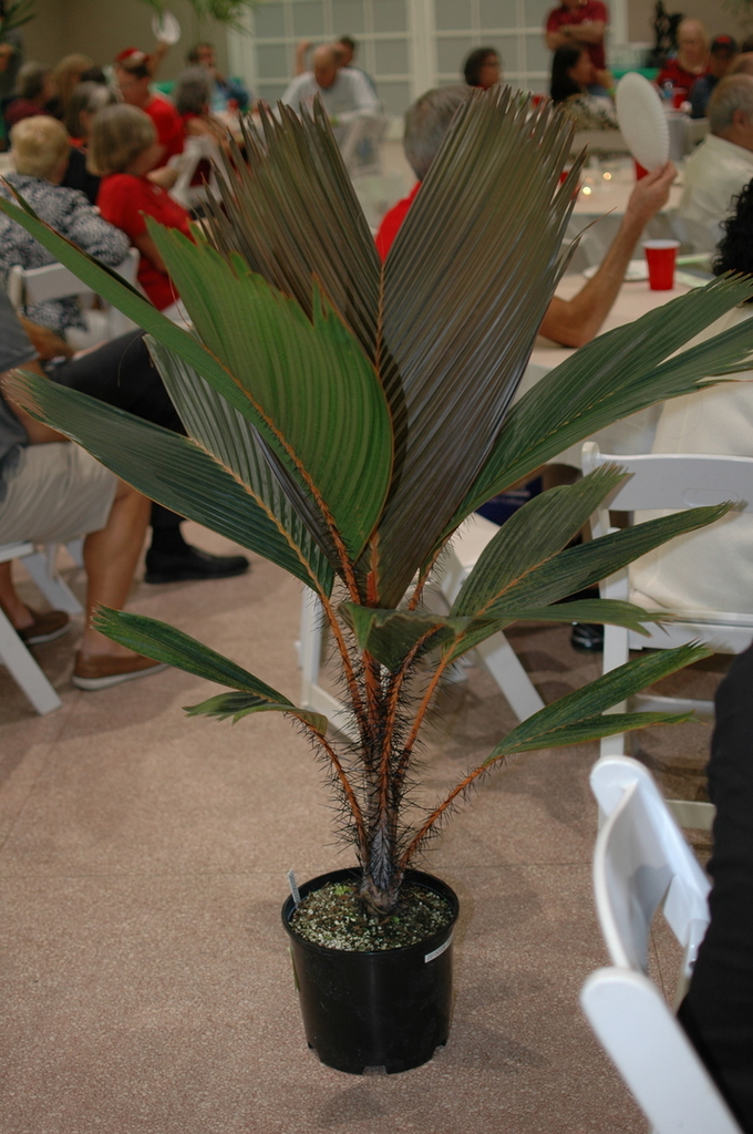 DSC_0238.thumb.JPG.3f75f267398003b0c674c