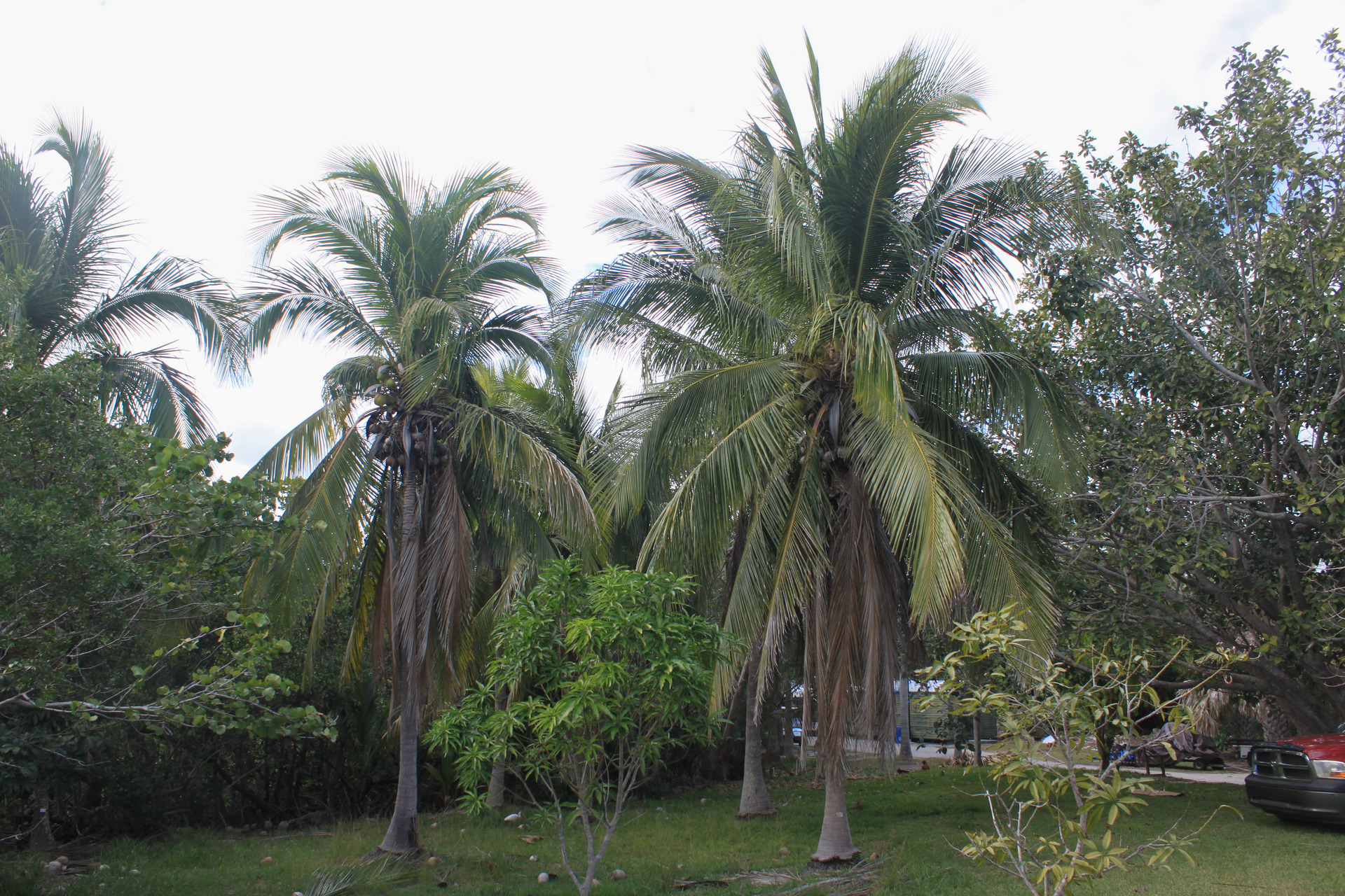 Macapuno coconut - DISCUSSING PALM TREES WORLDWIDE - PalmTalk