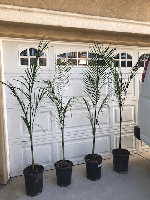 IMG_2907.JPG.f5ca631a06bbd11bf853bb6ca6a