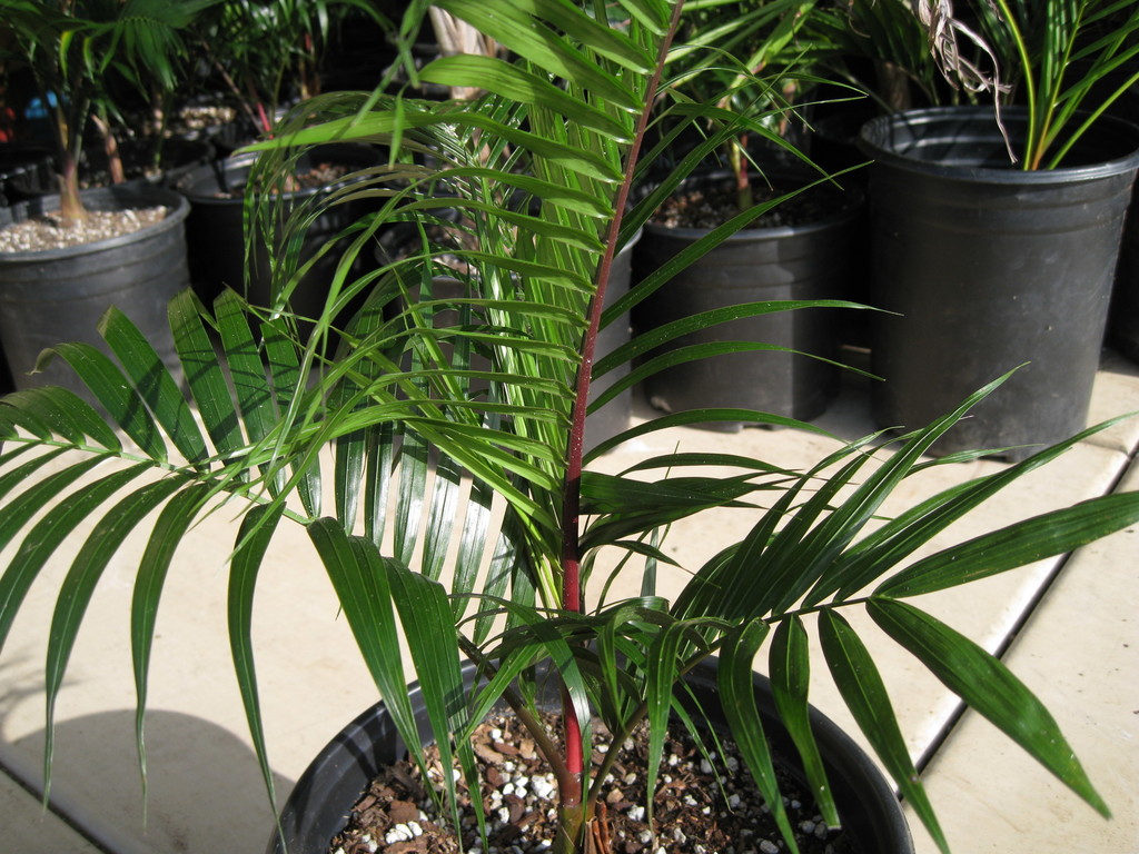 IMG_7227.thumb.JPG.660ded51d28af46d48c09