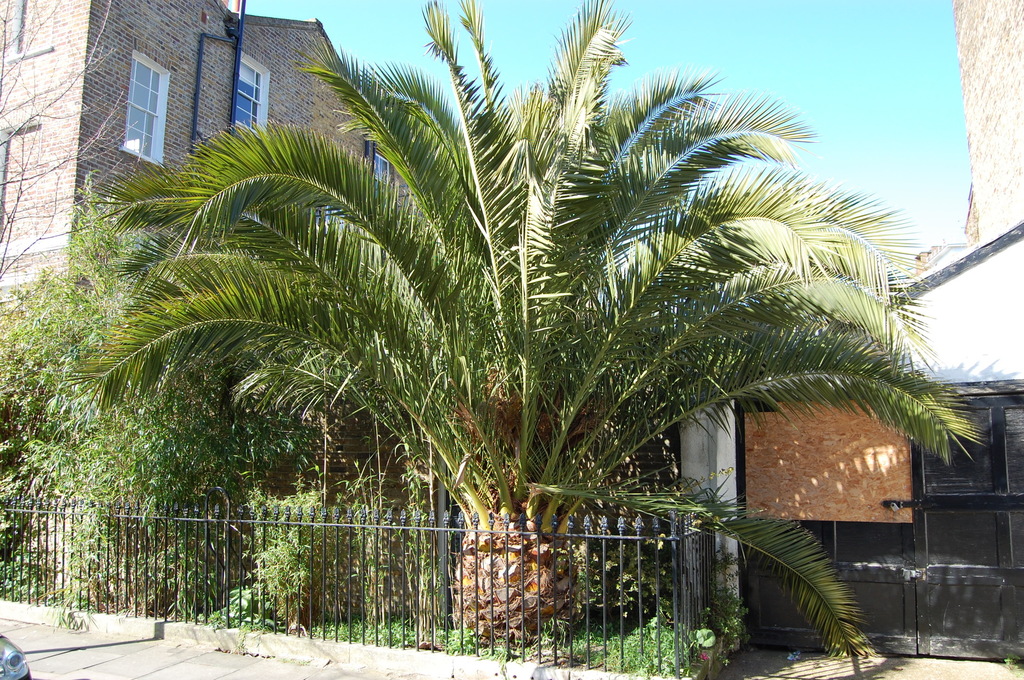 phoenix-canariensis.jpg