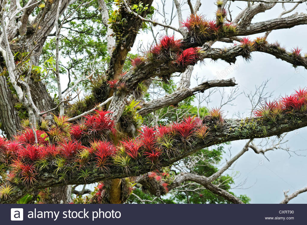 tree-branches-full-of-epiphytic-bromeliads-bromeliaceae-near-nuevo-CXRT90.jpg