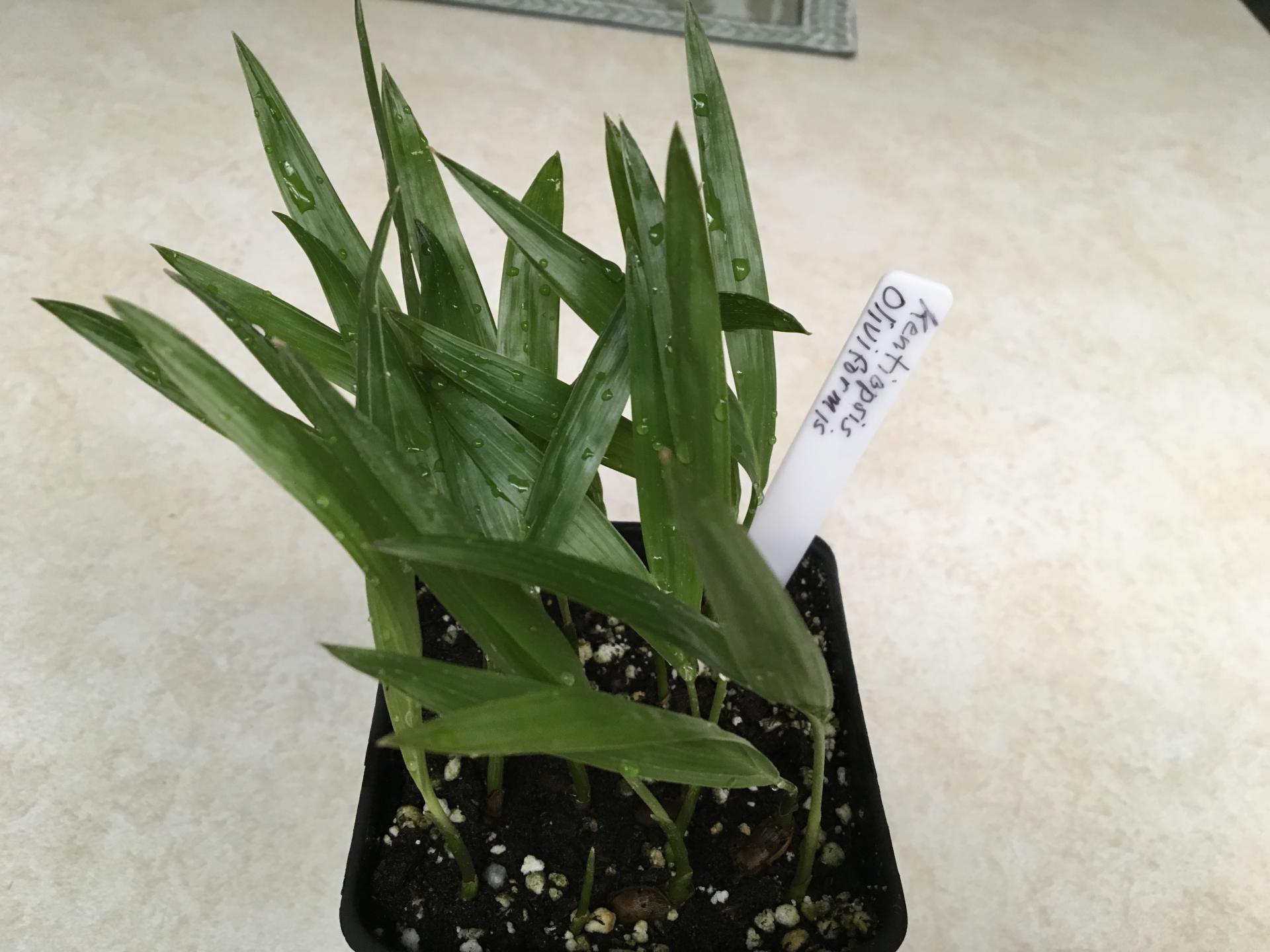 Kentiopsis oliviformis