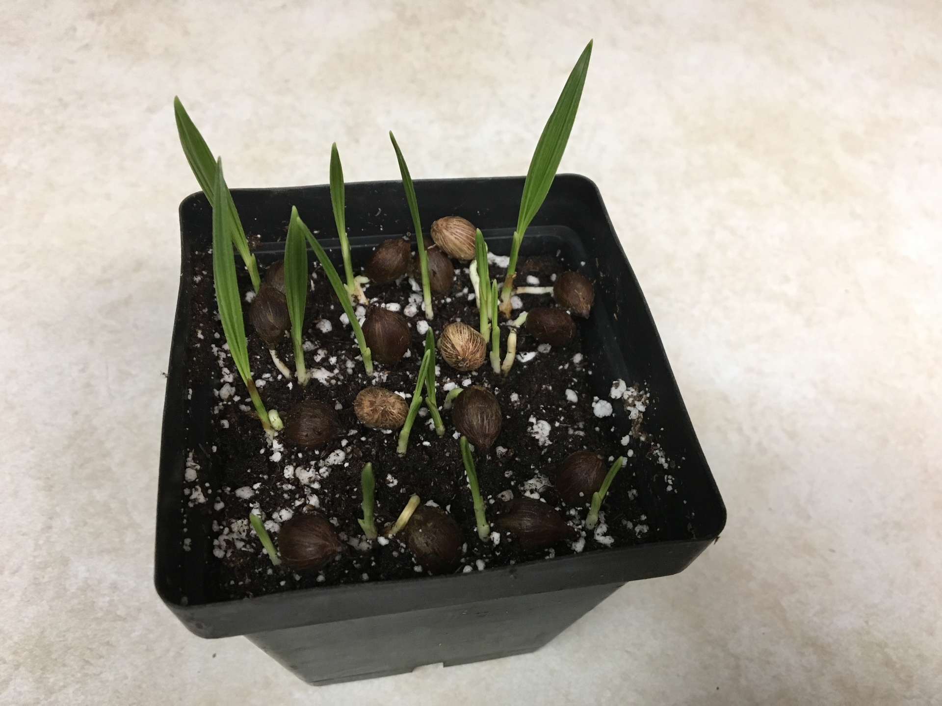 Allagoptera arenaria seedlings