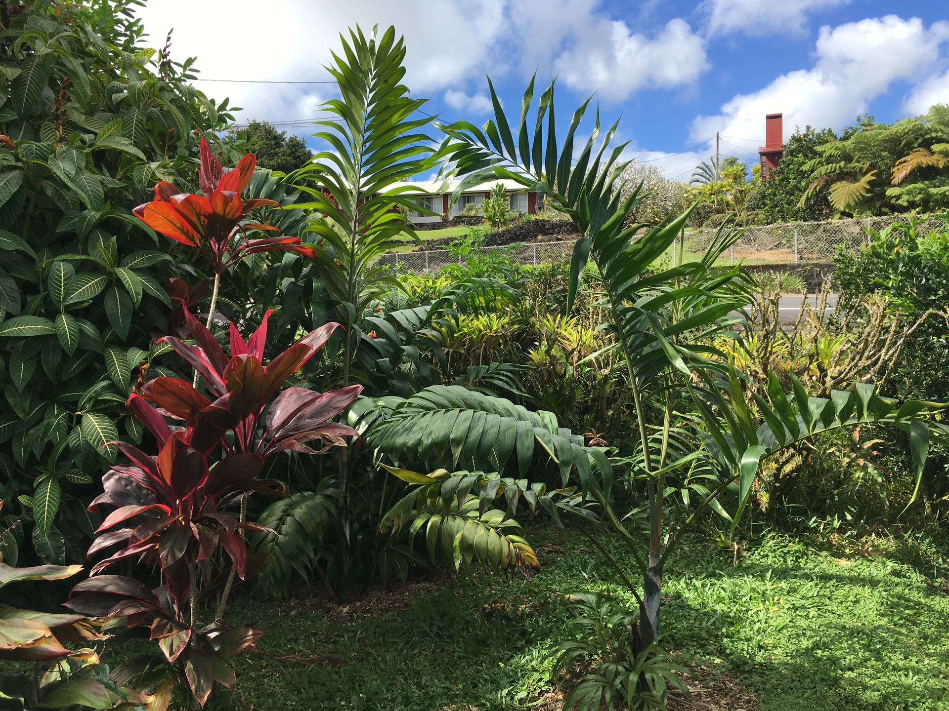 Unique Tropical Privacy Plants for Large Space