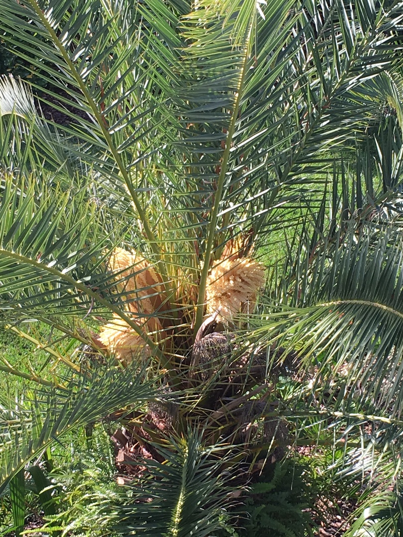 CIDP flushed with inflorescences DISCUSSING PALM TREES WORLDWIDE