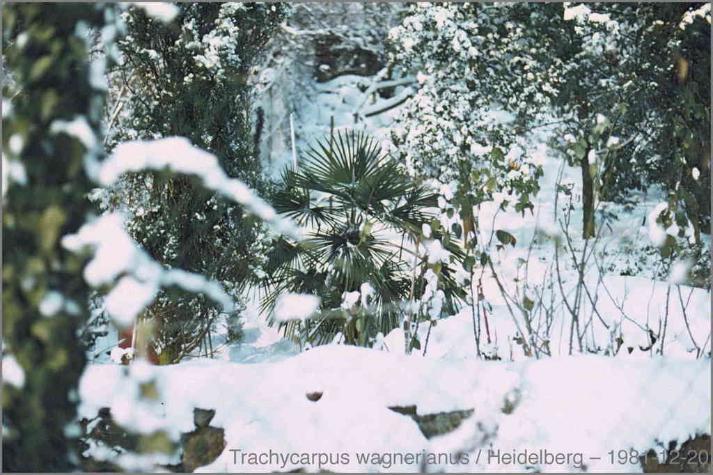 5c3681ed8c5ab_Twagner1981D12-0115.thumb.